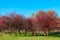 Garden with hawthorn trees