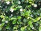 This garden hedge plant turns out to have small and beautiful white flowers that are also very fragrant