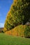 Garden Hedgerow and Trees