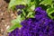 Garden Heliotrope in garden