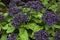 Garden heliotrope Heliotropium arborescens.