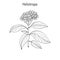Garden heliotrope Heliotropium peruvianum , fragrant perennial plant