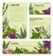 Garden herb and spice, seasoning banner template