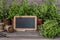 Garden herbs with chalkboard and scissors. Food ingredients