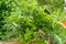 Garden herbs, medicinal plants