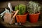 Garden herbs on the pot