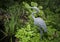 Garden Heron