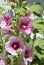 Garden hollyhock lcea Althea rosea