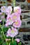 Garden hollyhock lcea Althea rosea