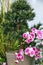 Garden and home design decor, details and elements of interior decoration. Artificial ornamental plants pink purple orchid flowers