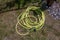 A garden hose coiled in the grass