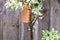 Garden house sparrow, passer domesticus, perched on a garden suet feeder with wet feathers