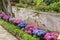 Garden with hydrangeas at Ravello, amalfi coast