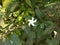 Garden image in whiteflower,Flower Planet,Background Blur, Selective Focus