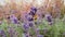 Garden, insect feeding on lavender flowers