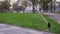 Garden irrigation sprinkler watering lawn in the park near walkway. Automated rotating irrigation system. Green grass