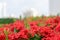 Garden of Ixora Chinensis with cityscape in background