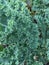 Garden kale leaves