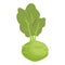 Garden kohlrabi icon cartoon vector. Healthy food