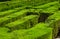 garden with labyrinth maze in Barcelona Spain at summer