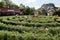 Garden Labyrinth Nova Petropolis Brazil