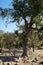 A garden ladder is leaning against a tree in a Turkish garden.