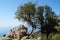 A garden ladder is leaning against a tree in a Turkish garden.