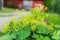 Garden lady`s-mantle in full blossom, summer day