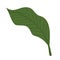 garden lanceolate leaf