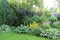 Garden landscape composition with hosta plants