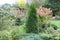 Garden landscape with thuja Smaragd.