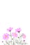 Garden landscapes, summer and spring flower bed.Vector illustration spring and summer garden flowers isolated on white