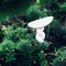 Garden landscaping. Decor statue Twist shape stone bird bath surrounded by flowers bush.