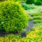 Garden Landscaping Design. Flower Bed, Green Trees