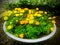 Garden landscaping. Stone flower pot of marigolds.