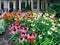 garden with large planting of coneflowers in various colors