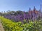 Garden lavanda