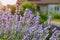 Garden lavender or narrow-leaved lavender growing a in the backyard.