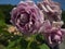 Garden of Lavender Roses