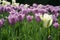 Garden of Lavender tulips with one White and Green tulip