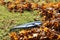 Garden leaf rake is on the grass among the maple leaves