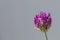 A garden leek (allium) with many buds and some first blossom