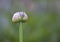 Garden leek on a colorful soft background