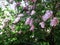 Garden of lilac bushes with masonry and a green bench