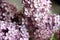 Garden lilac, selective focus. Syringa vulgaris. Common Lilac magic five petals will fulfill any desire.