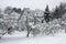 Garden of lilacs after snowfall.