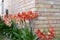 Garden lilies against a brick wall