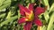 Garden Lily dark purple