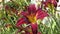 Garden Lily dark purple