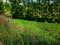 Garden with little purple flowers